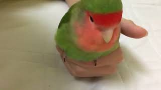 【ベタ慣れ コザクラインコ】 小さな恐竜インコ🦖