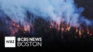 Why planned forest fires can actually help the environment