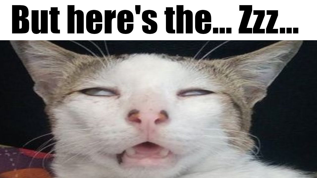 Silly Cat Memes From Discord 4 Youtube