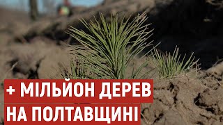 Лісівники Полтавщини висадили більше мільйона дерев для створення нових лісів