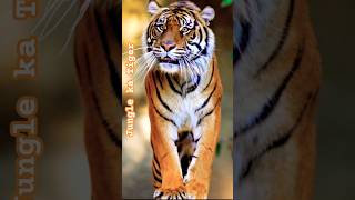 Forest Tiger Vs Zoo Tiger  #shorts #safari #tiger #wildsafari #junglesafari #wildlife #trending #yt