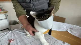 猫用\