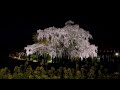 東北桜の名所巡りの旅　白石川堤一目千本桜　三春の滝桜　令和4年4月12日