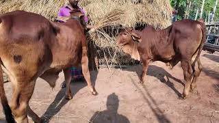 এ সপ্তাহের সেলপোষ্ট ১৪/১২/২০২৪ প্রয়োজনে=০১৭২৬৬৪৮৮৬৫