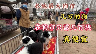 曾经几万的名犬，在狗市只需要几百块，便宜到超出你的想象