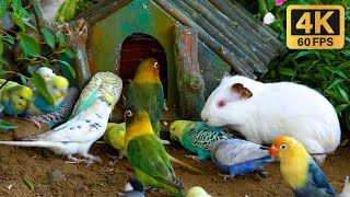 Cat TV for Cats to Watch❤️ Cute Birds, Squirrels , Chipmunks Relax Your Pets 4K HDR 60 FPS