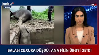 Balası çuxura düşən filin ürəyi getdi - BAKU TV
