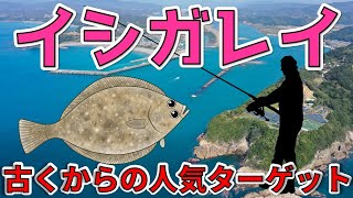 【イシガレイ】古くから好対象魚として親しまれている人気ターゲット