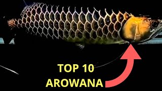 TOP 10 ASIAN AROWANA | Beautiful Asian Arowana : The Legendary Dragon Fish