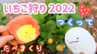 北海道のイチゴ狩りシーズンはたったの1ヶ月！整理券をゲットするには何時までに到着すればセーフ？2022年 北海道 すみっコぐらし ママモ