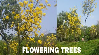 BEAUTIFUL FLOWERING TREES FUNGTIE TUEN MUN HONGKONG