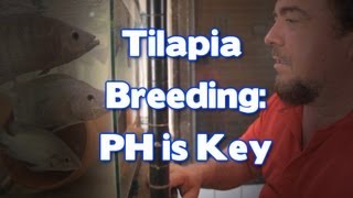 Tilapia Breeding: PH is Key