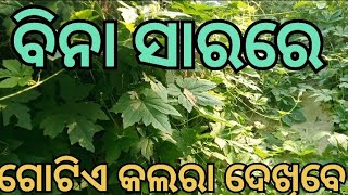 ବିନସା ରରେ ଗୋଟିଏ କଲରା ଫଂହଳ ପ୍ରପ୍ରଚୁର ଫଳୁଛି 👍#👍