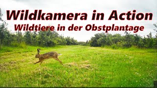 Wildtiere in der Obstplantage (Wildkamera Aufnahmen)