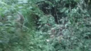 Elephant at Digboi to Duliajan road