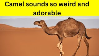 2 Hours of Camel Sound | Adorable weird animals 4K | No Ads