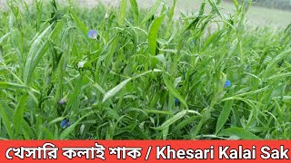 খেসারি কলাই শাক / Khesari Kalai Sak /