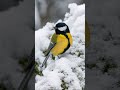 stunningly rare and beautiful bird🐦in the snow❄🌨🏂 😍😘💗 shorts youtubeshorts viral birds