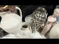 BRAND NEW EPIC HOME GOODS  NEUTRAL HOME DECOR  SPRING SUMMER  STORE WALKTHROUGH #browsewithme