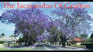 The Jacarandas of Grafton.