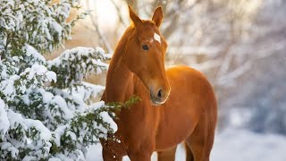 Folk Guitar Traditional Hymns, Peaceful  Music, Winter Morning Peace by Open Road Folk Music