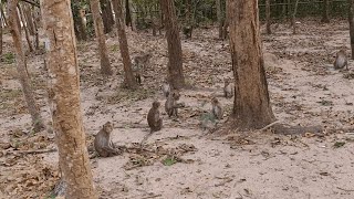 មើលស្វាភ្នំតាម៉ៅ - Monkey at Phnom Tamao zoo - Monkey - Animals