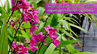 How to care Ground orchids | വളരെ ഈസി ആയി വളർത്താം