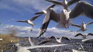 鳥まみれ！　～白鳥の里～　北浦