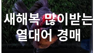 25년 새해 첫 열대어 경매 - 새해 선물 있음