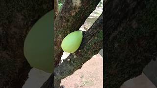 ഇതാണ് കമണ്ഡലു #calabash #shortvideo #traditional #whatsappstatus