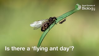 Is there a 'flying ant day'? | Professor Adam Hart