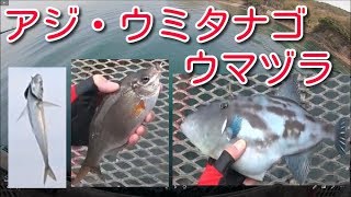 大阪の海釣り公園とっとパークでサビキ釣り！　アジ・イワシ・ウミタナゴ・ウマヅラハギをゲット！