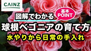 球根ベゴニア（木立ベゴニア ）の育て方 カインズ花図鑑