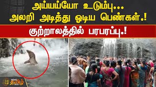 அய்யய்யோ உடும்பு... அலறி அடித்து ஓடிய பெண்கள்.! குற்றாலத்தில் பரபரப்பு.! | Kuttralam