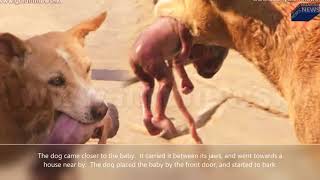 Stray Dog Found A Newborn Baby On the Street, What The Dog Did Was