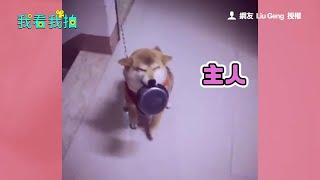 萌柴笑臉咬飯碗迎接主人回家｜寵物｜柴犬