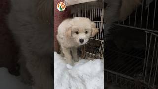 The puppy was abandoned in the middle of the white snow. #pets #rescuedog #puppy #cute #doglover