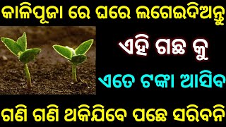 କାଳି ପୂଜା ରେ ଘରେ ଲଗେଇ ଦିଅନ୍ତୁ ଏହି ଗଛକୁ || ଏତେ ଟଙ୍କା ଆସିବ || ଗଣି ଗଣି ଥକିଯିବେ ପଛେ ସରିବନି