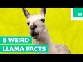 5 Wild Llama Facts