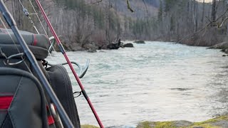 🚨Challenge to Catch a Fish Using Salmon Eggs 🚨