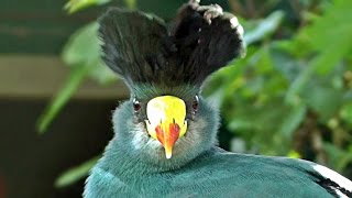 Great Blue Turaco - Exotic Birds