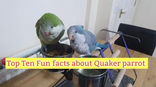 Top Ten Fun Facts about Quaker Parrots Top | 10 Amazing Facts About Monk Parakeet You Didn’t Know! 🦜