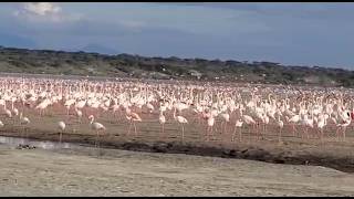 Lake Nakuru’s Pink Spectacle: Thousands of Flamingos in Action! 🦩