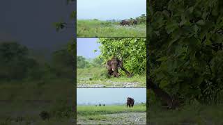 Gabbar a huge asian tusker elephant in buxa tiger reserve | Video#9