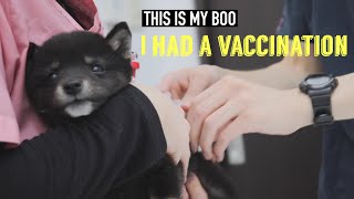 【豆柴】子犬の初めての注射で泣き叫ぶ。ワクチン接種-I had a vaccination-