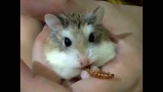 倉鼠 老公公【Roborovski hamsters】吃干面包虫的萌样 可爱的仓鼠