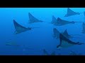 oceanic wonders mesmerizing marine animals 8k video ultra hd hdr 8k animal ocean