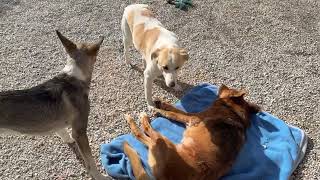 Frida is Sunbathing With Her Friend Bambi By Her Side! - Takis Shelter