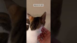 대답냥이의 정석 (feat.부끄동생답게 뚱땅뚱땅 냥냥냥냥) #cat #고양이