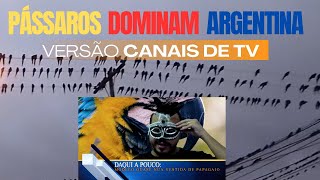 Papagaios invadem cidade argentina - Versão canais de TV